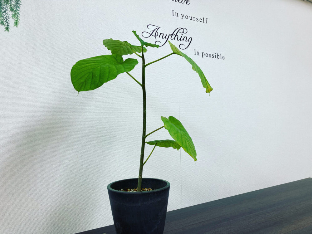 教室内の植物2
